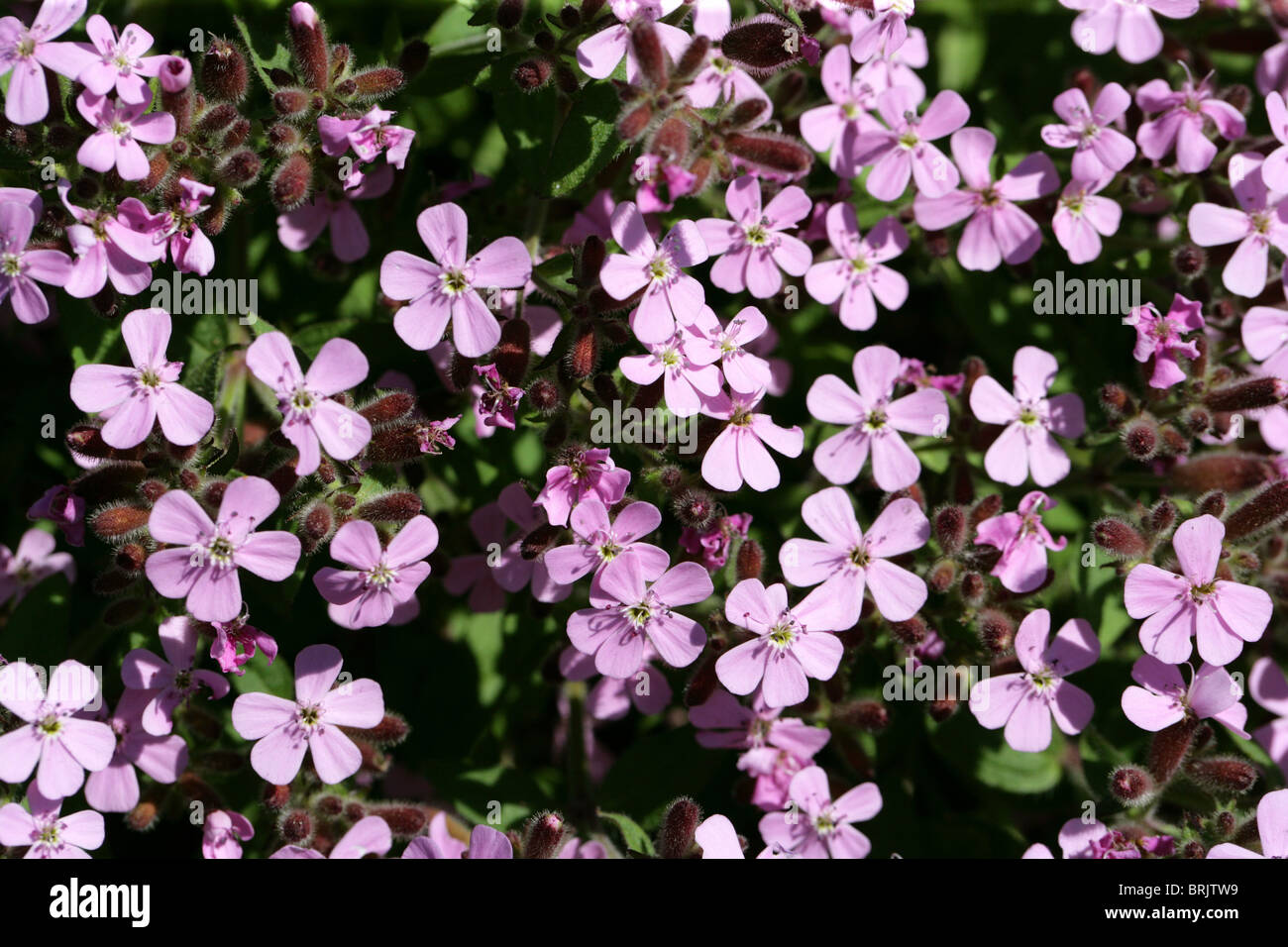 Rock Soapwort, Saponaria ocymoides, Caryophyllaceae, Europe Stock Photo