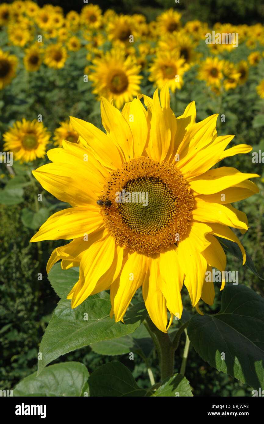 A field of sunflowers, Helianthus annuus, growing near Chilgrove in ...