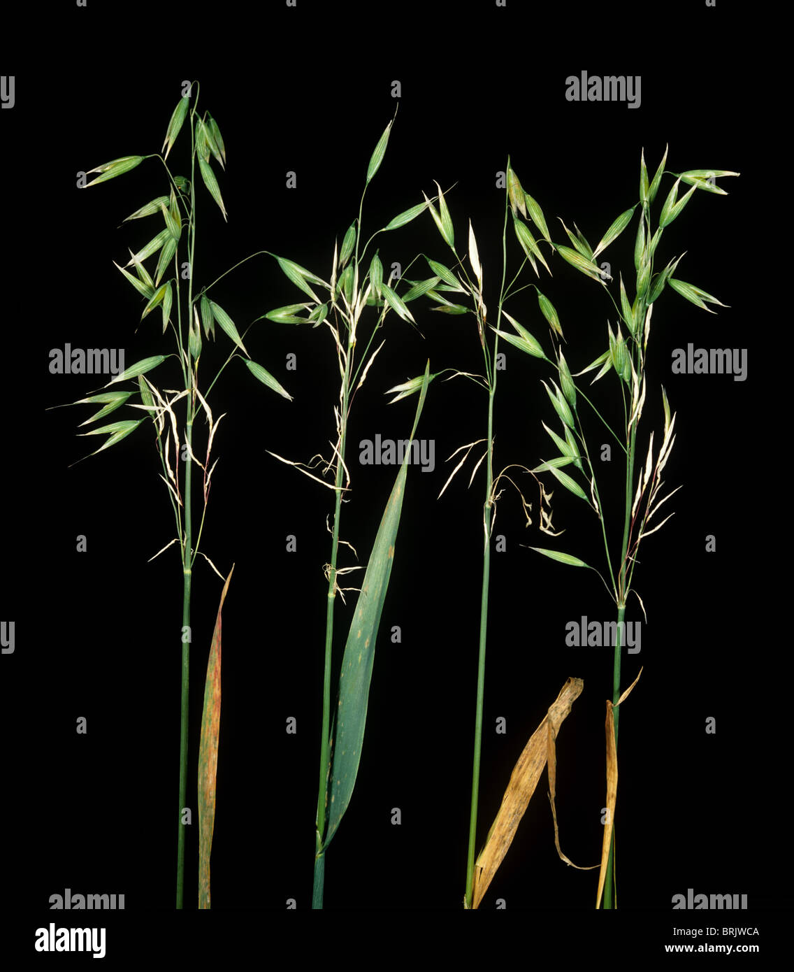 Aborted grains or oats ears diseased or damaged plants Stock Photo