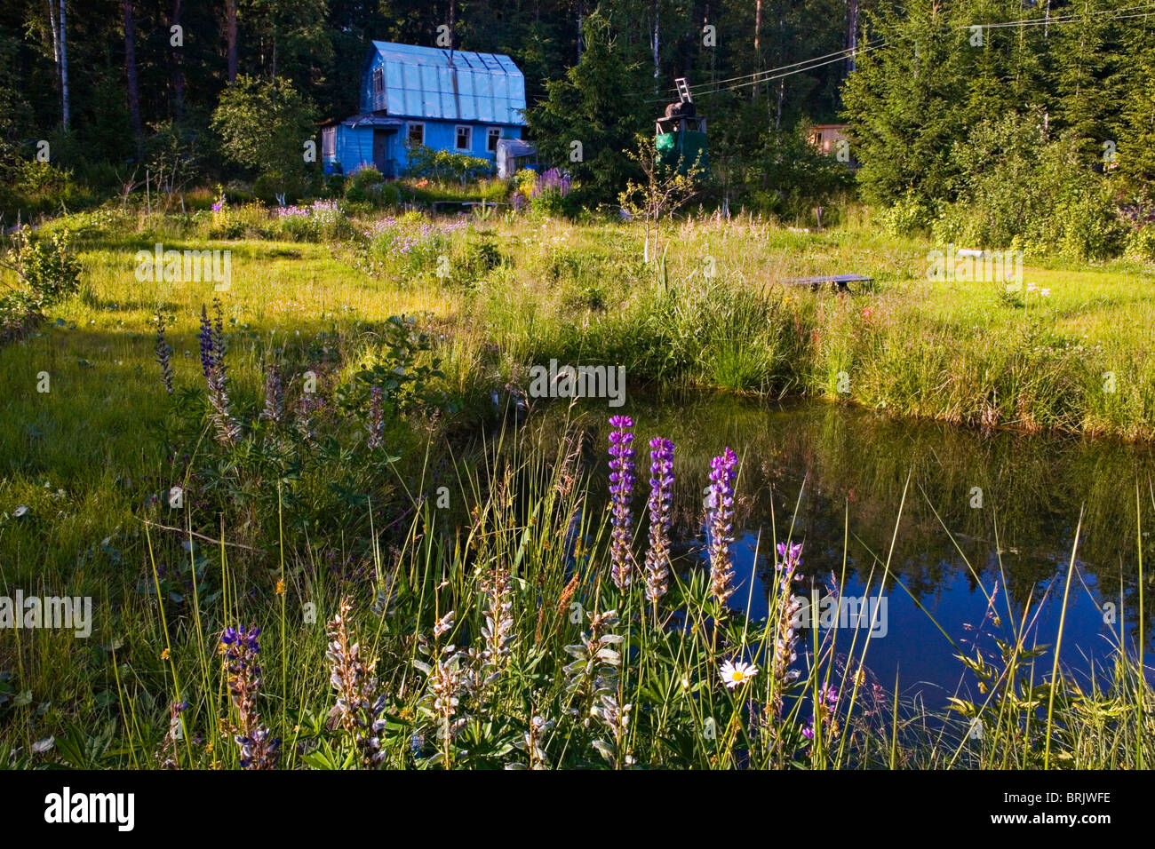 Village pond with lupins and daisies with Russian wooden dacha house behind Russia Stock Photo