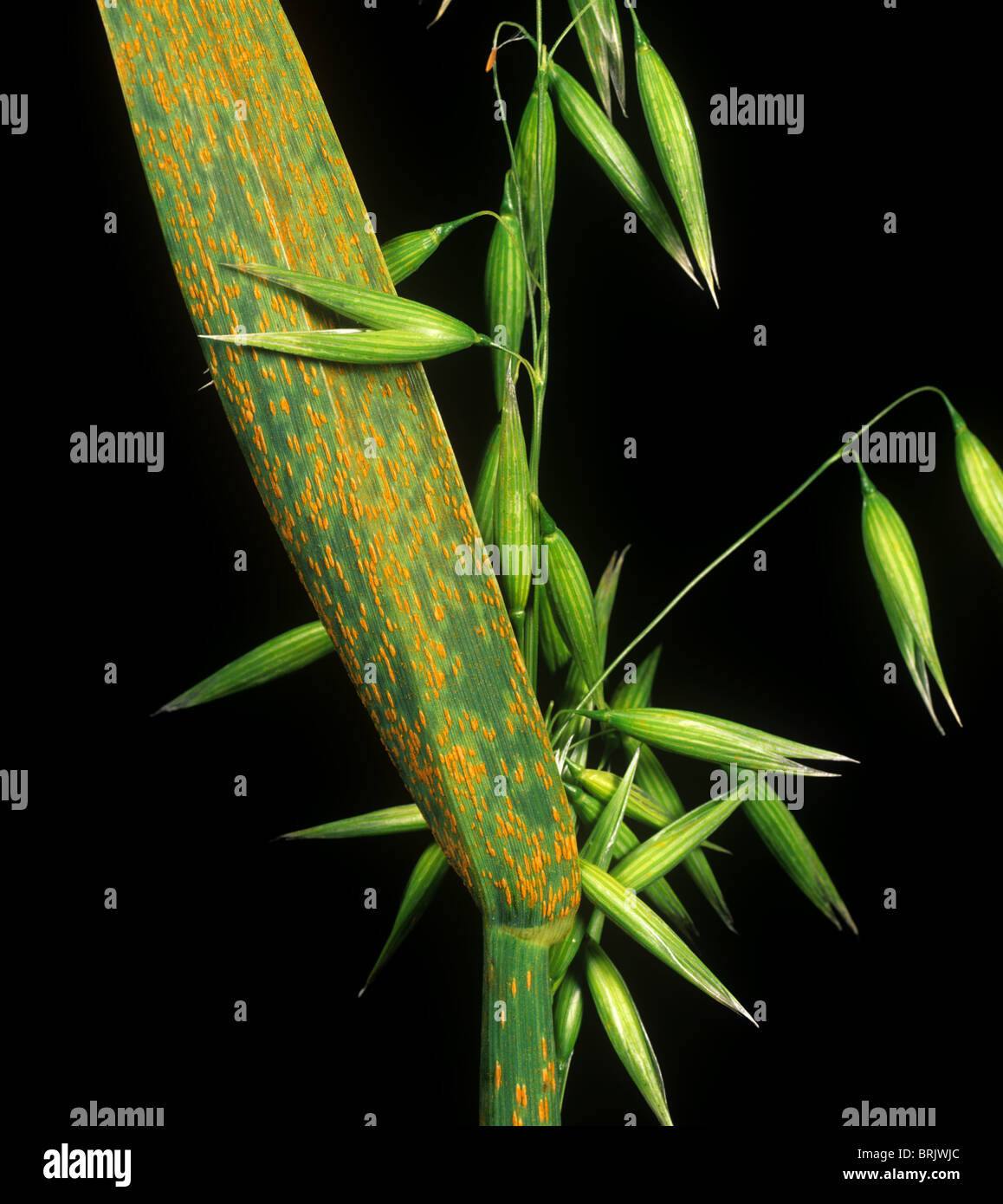 Crown rust (Puccinia coronata) on oats flagleaf Stock Photo