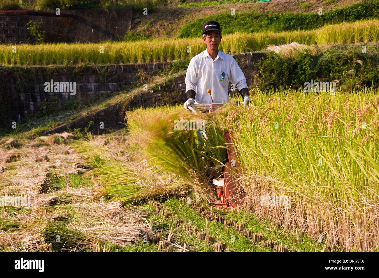 Man harvesting rice by machine in small terraced rice fields near Oita, Kyushu, Japan Stock