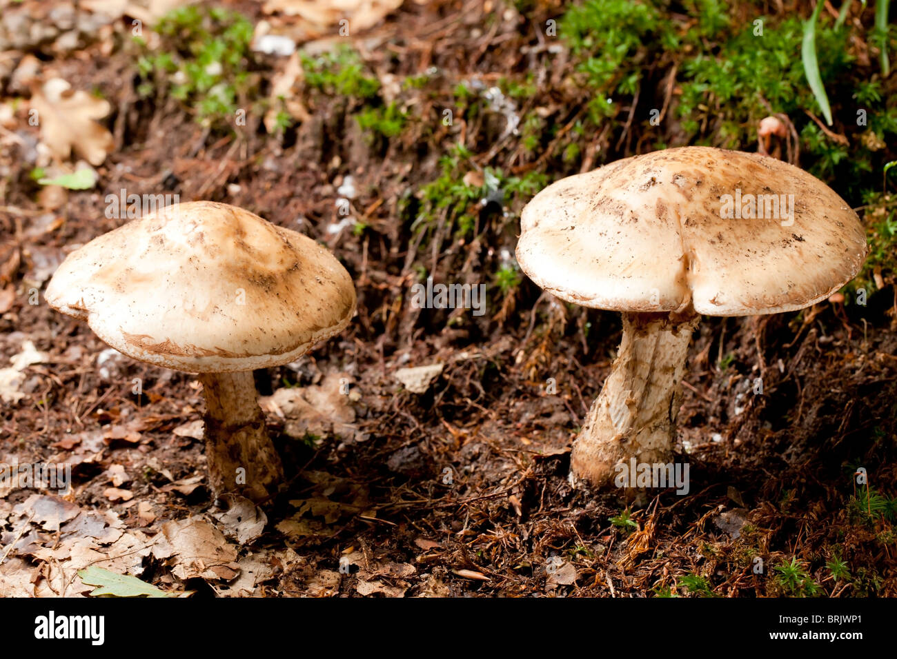 The geraniumscented Russula mushroom (Russula fellea Stock Photo Alamy