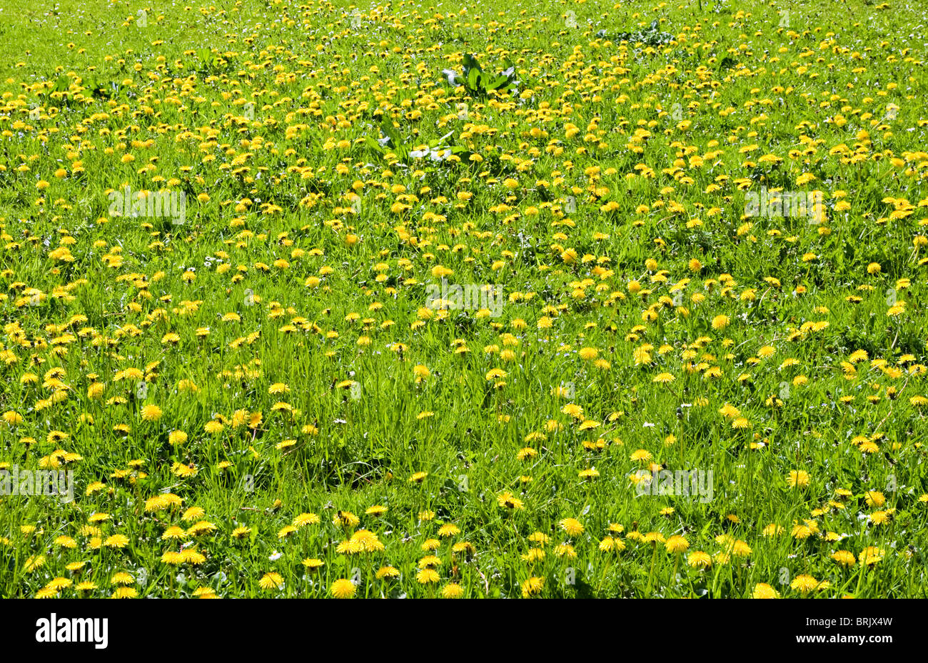 Field of Bright Yellow Dandelion Flowers in the Cheshire Countryside England United Kingdom Stock Photo