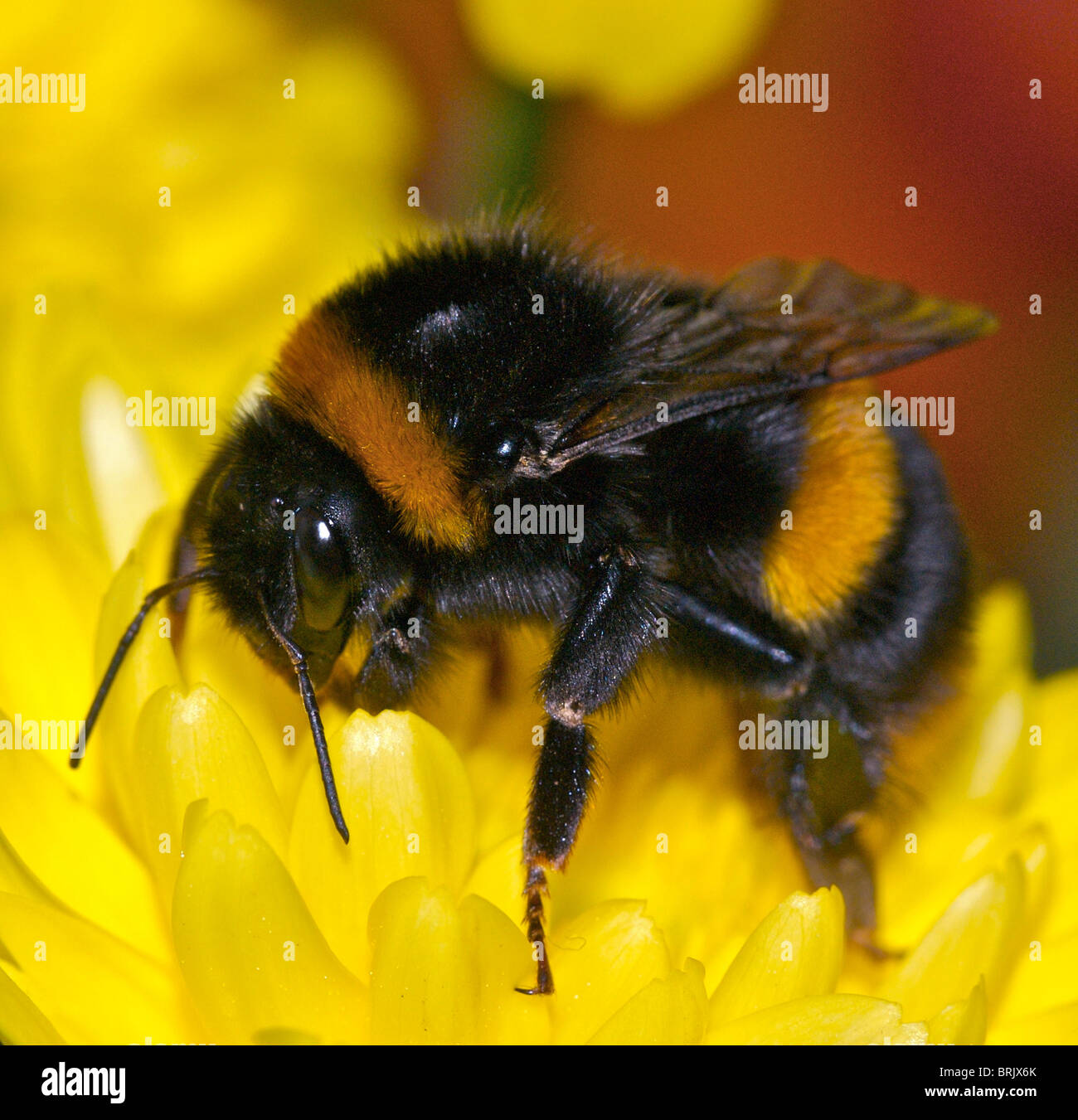 This is the Garden Bumble Bee (Bombus hortorum) collecting nectar in the early morning sunshine Stock Photo