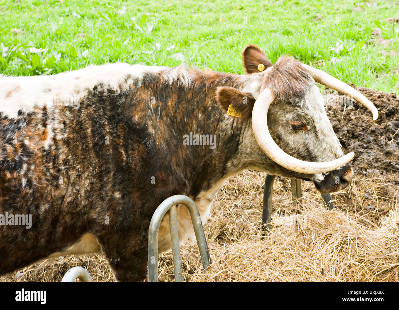 Longhorned Cow Standing by Hay Feed Trough on a Farm in a Cheshire Field England United Kingdom UK Stock Photo
