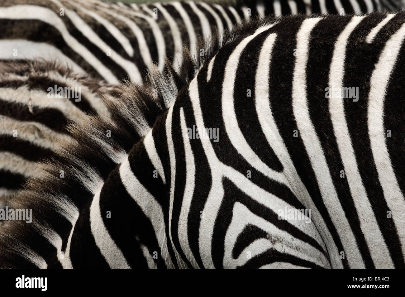 Zebra stripes. Stock Photo