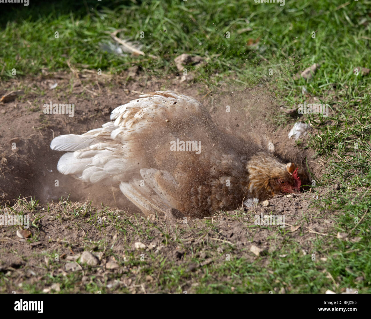 Hen taking a dust bath, UK Stock Photo
