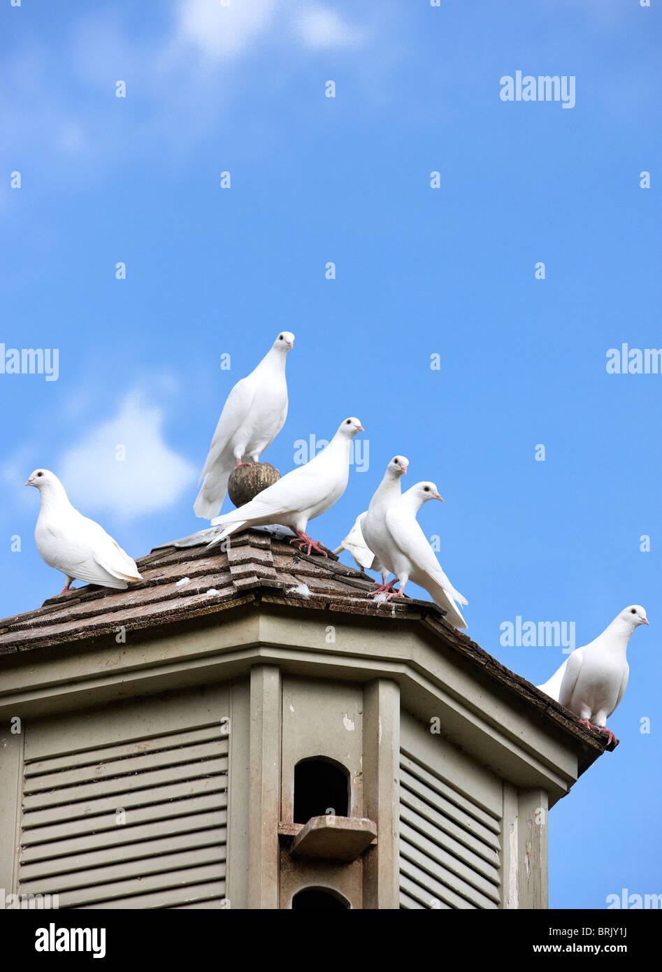 Doves on dovecote roof Stock Photo