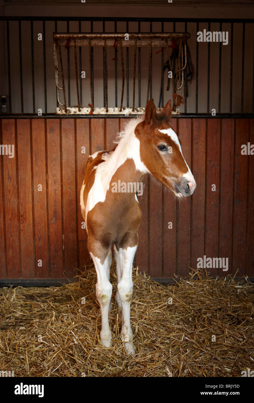horses field foal mother mare grass horse Stock Photo