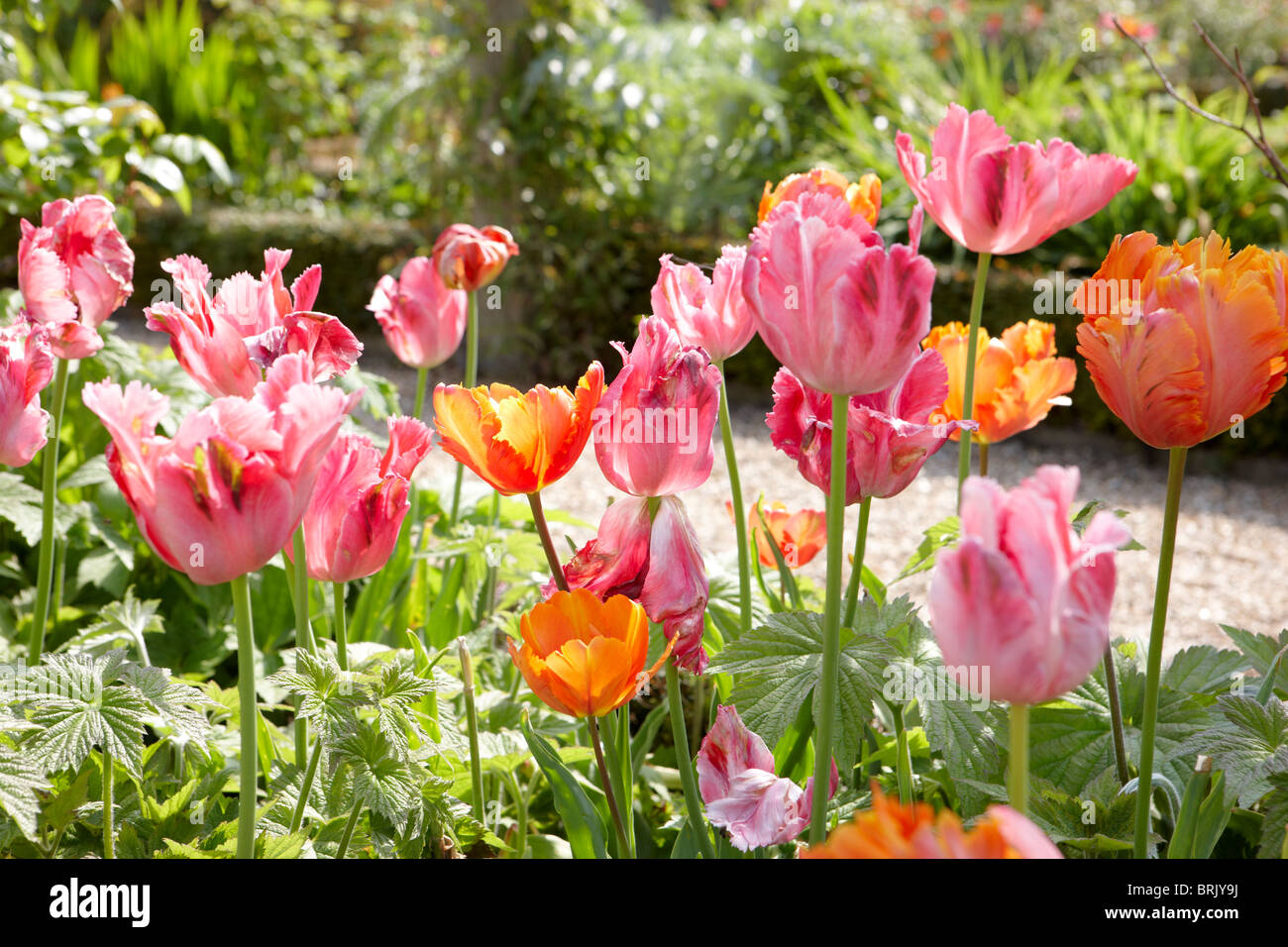 pink  orange tulips border Stock Photo