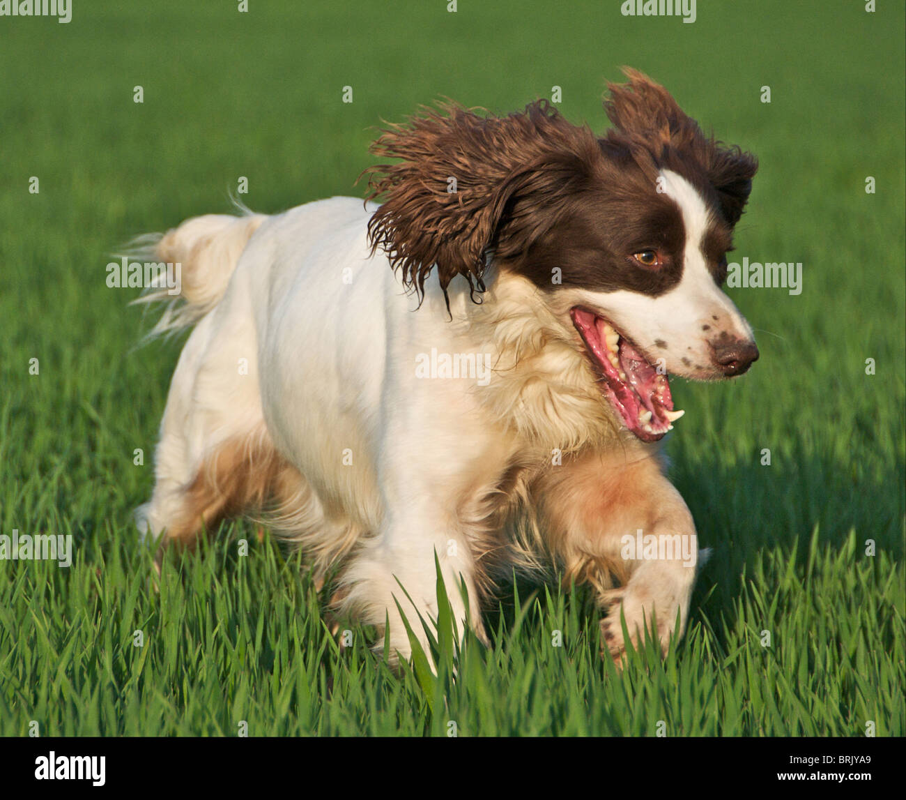 Springer Have you seen this dog hi-res stock photography and images - Alamy