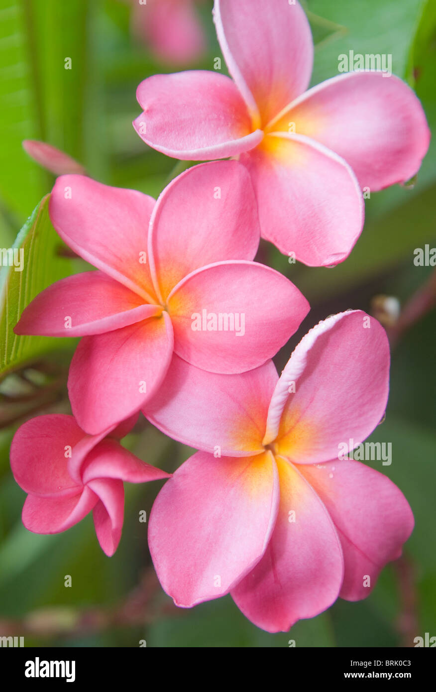 Plumeria rubra or frangipani flowers Stock Photo