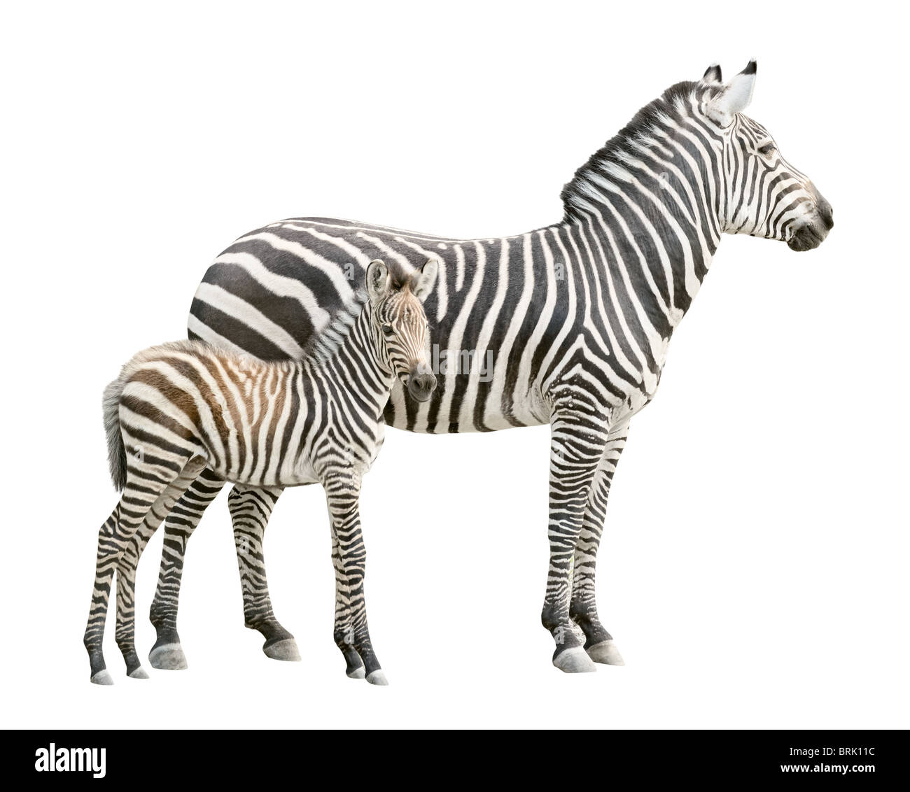 Zebra and ten days old foal isolated on white background Stock Photo