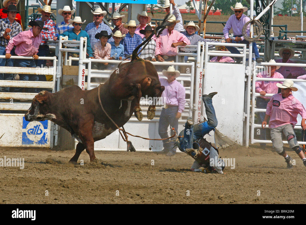 Rodeo, Alberta, Canada, Bull Riding,. BULL RIDING. Cowboys pitting ...