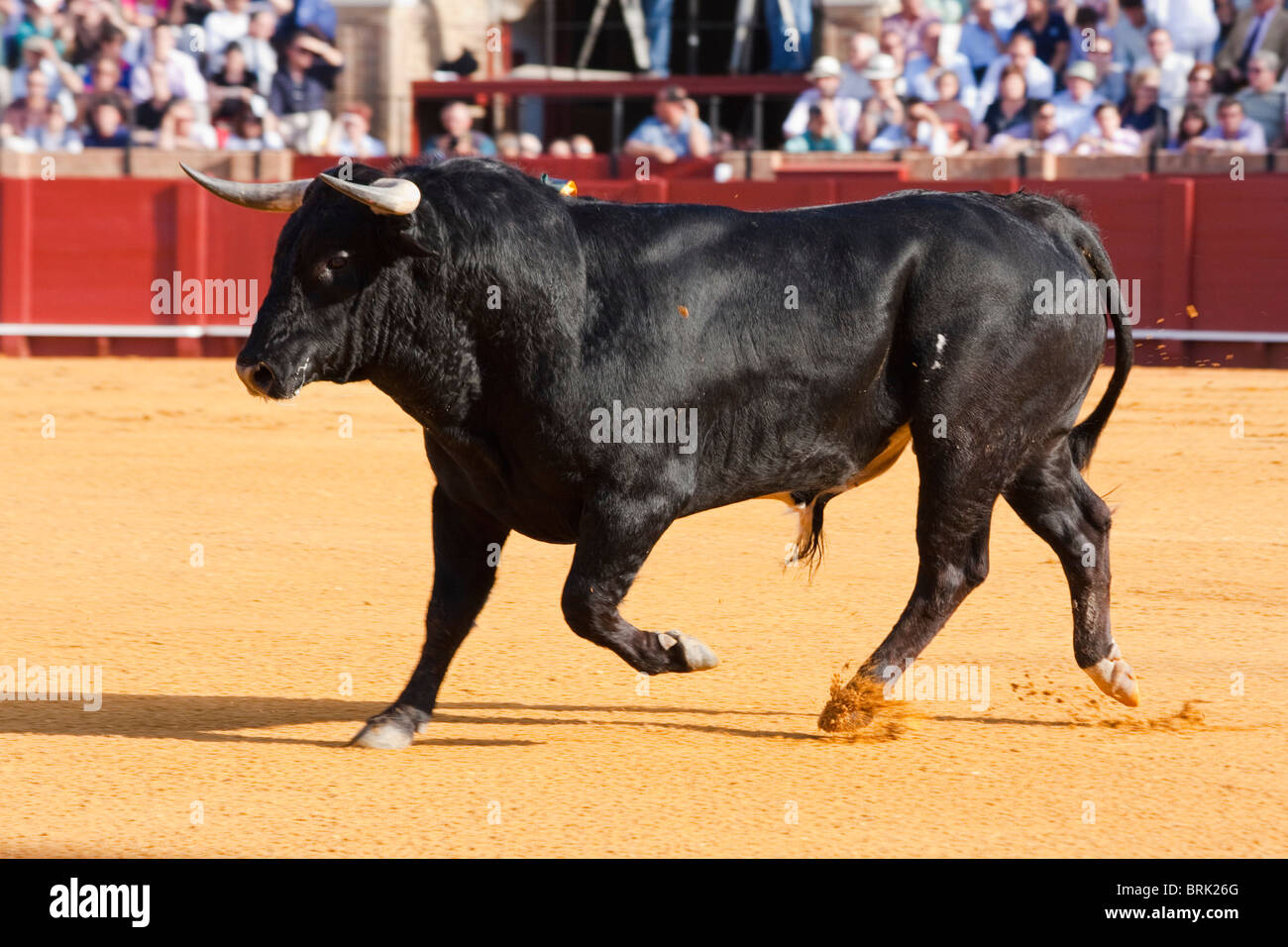 bull fighting scene in sevilla, spain Stock Photo - Alamy