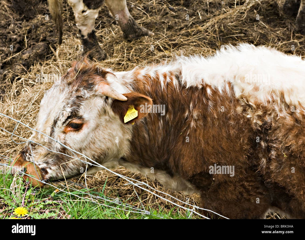 Young Longhorned Bullock Standing by Hay Feed Trough on a Farm in a Cheshire Field England United Kingdom UK Stock Photo