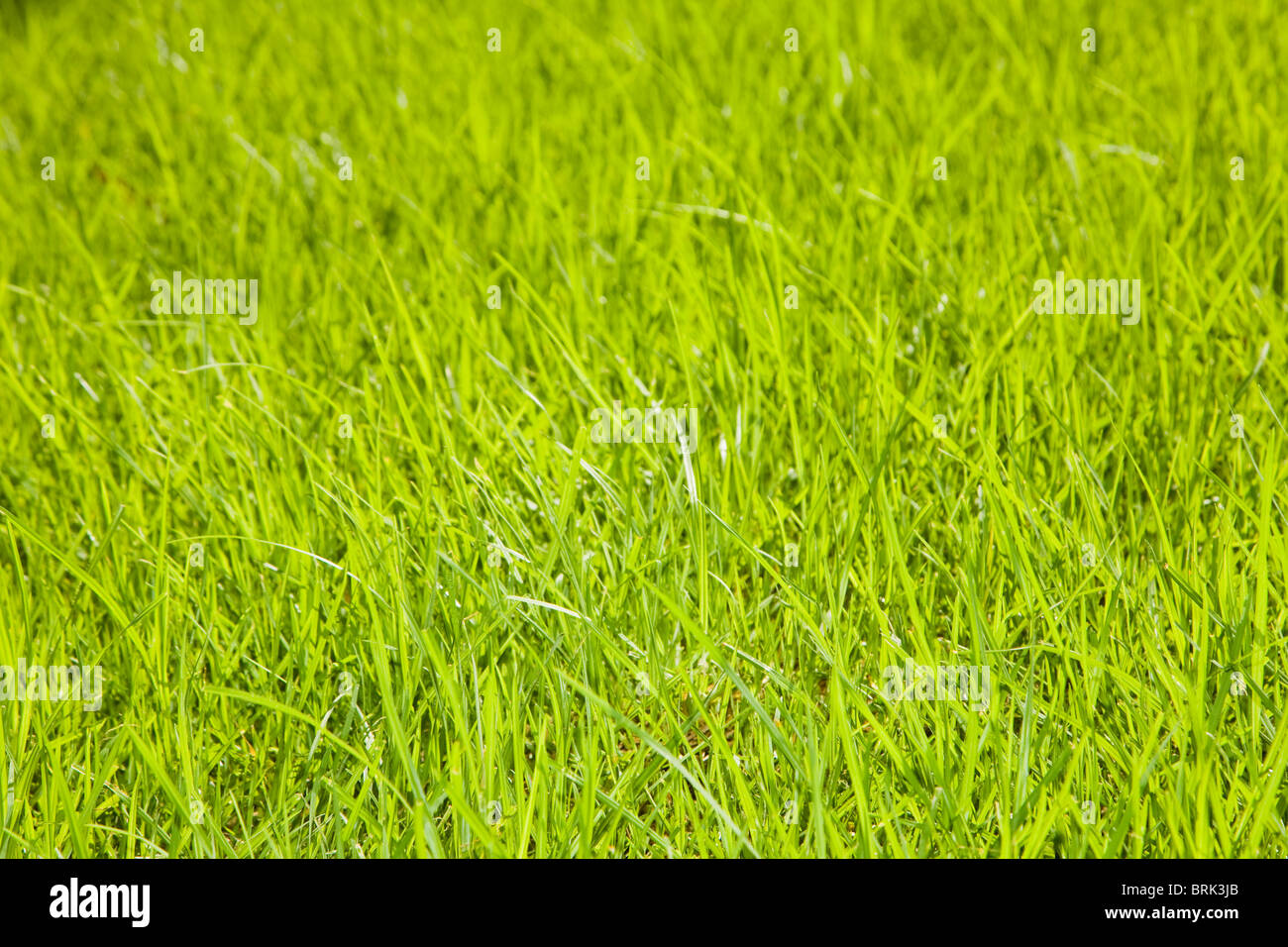 Green grass background with long blades of grass back lit by the sun Stock Photo