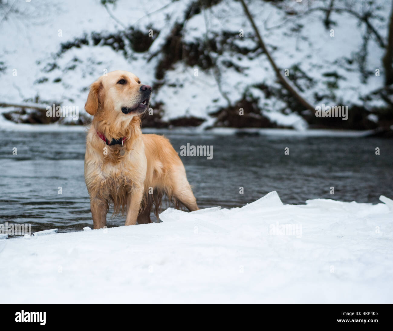 A golden retriever stands by a frozen river in the winter Stock Photo ...