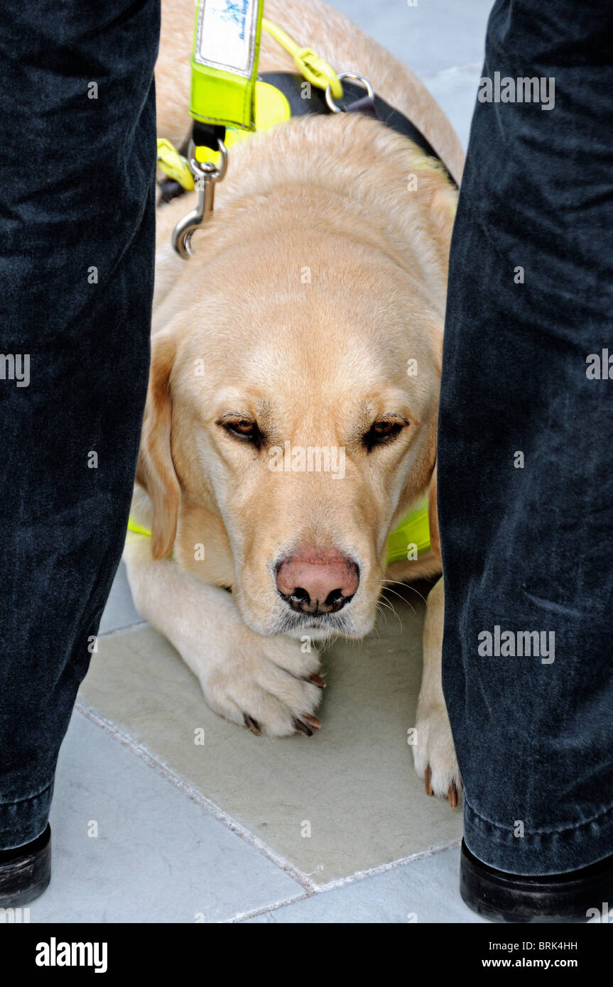 Guide dog for the blind Stock Photo Alamy