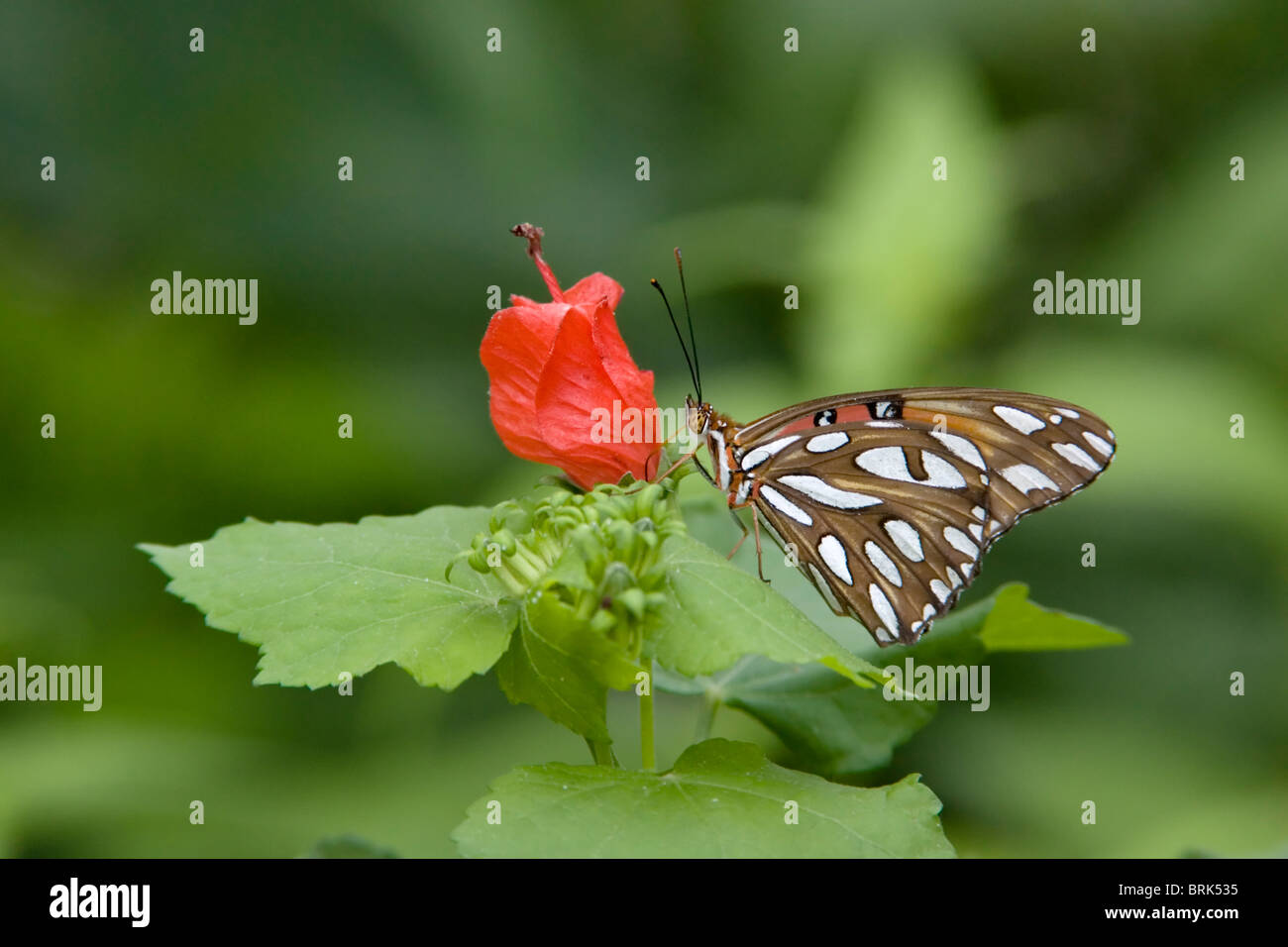 Gulf Fritillary Butterfly nectaring on Turk's Cap flower Stock Photo