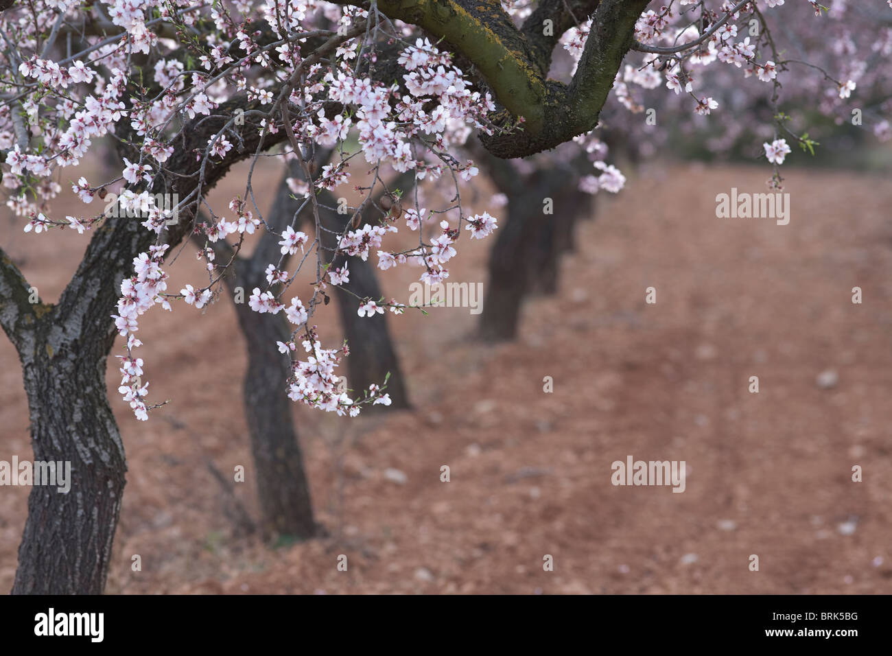 Almond Blossom early evening with defocussed trees leading into the background, Castellon, Spain. Stock Photo