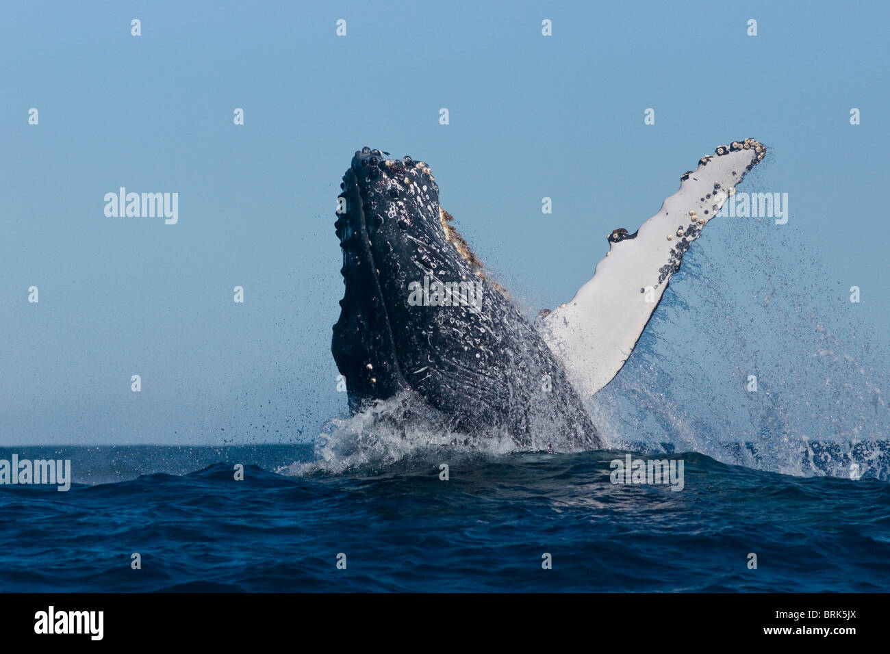 Whale breaching south africa hi-res stock photography and images - Alamy