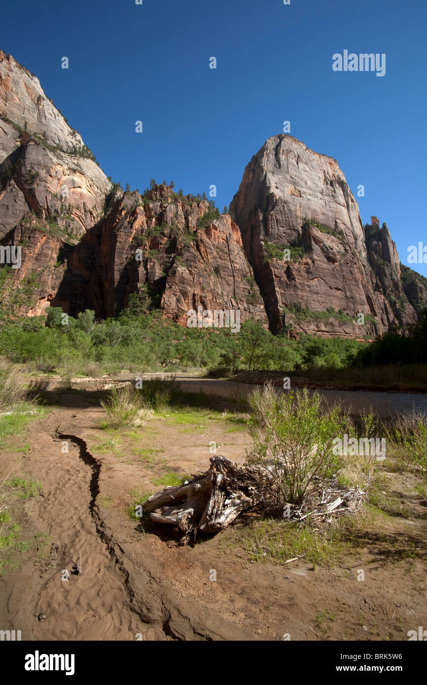 Great White Throne mountain in Zion Valley National Park Utah from the banks of the Virgin River on a sunny summer day Stock Photo