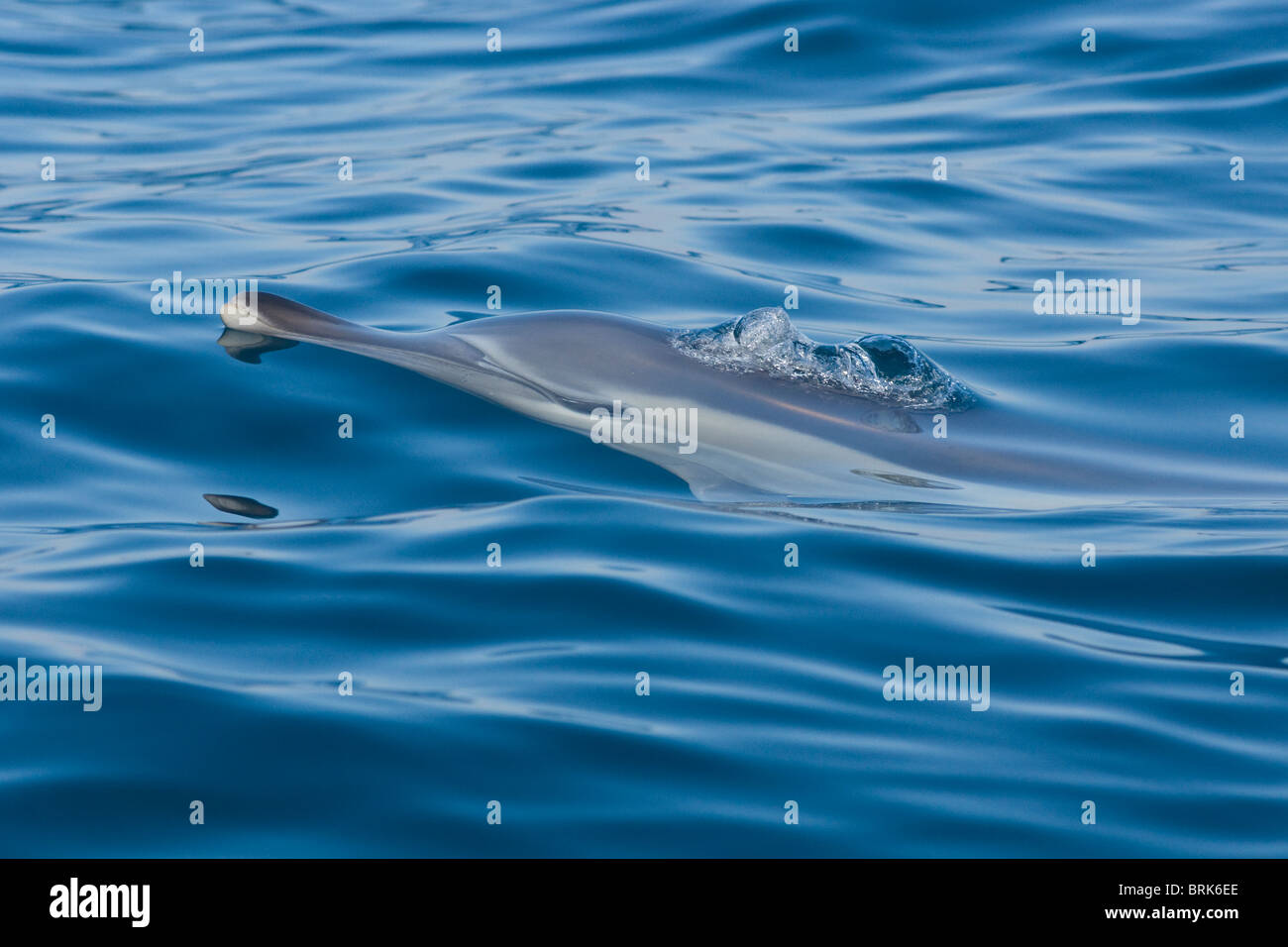 common dolphin surfacing Stock Photo