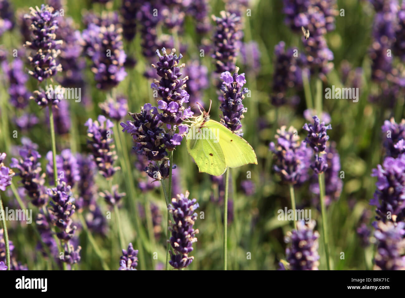 Female brimstone butterfly (Gonepteryx Pieridae) on purple lavender Stock Photo
