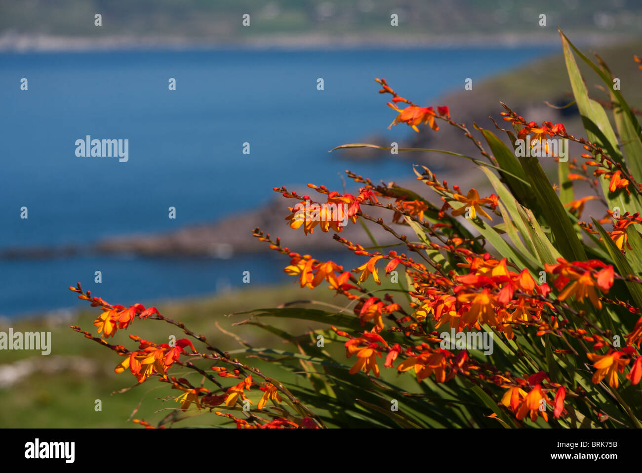 Irish wildflowers hires stock photography and images Alamy