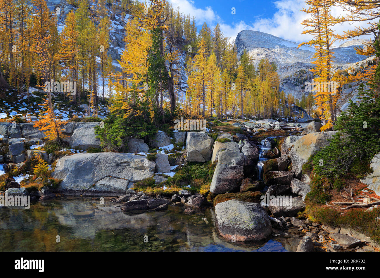 Larch trees, or tamaracks, in the Enchantment Lakes area of the Alpine ...