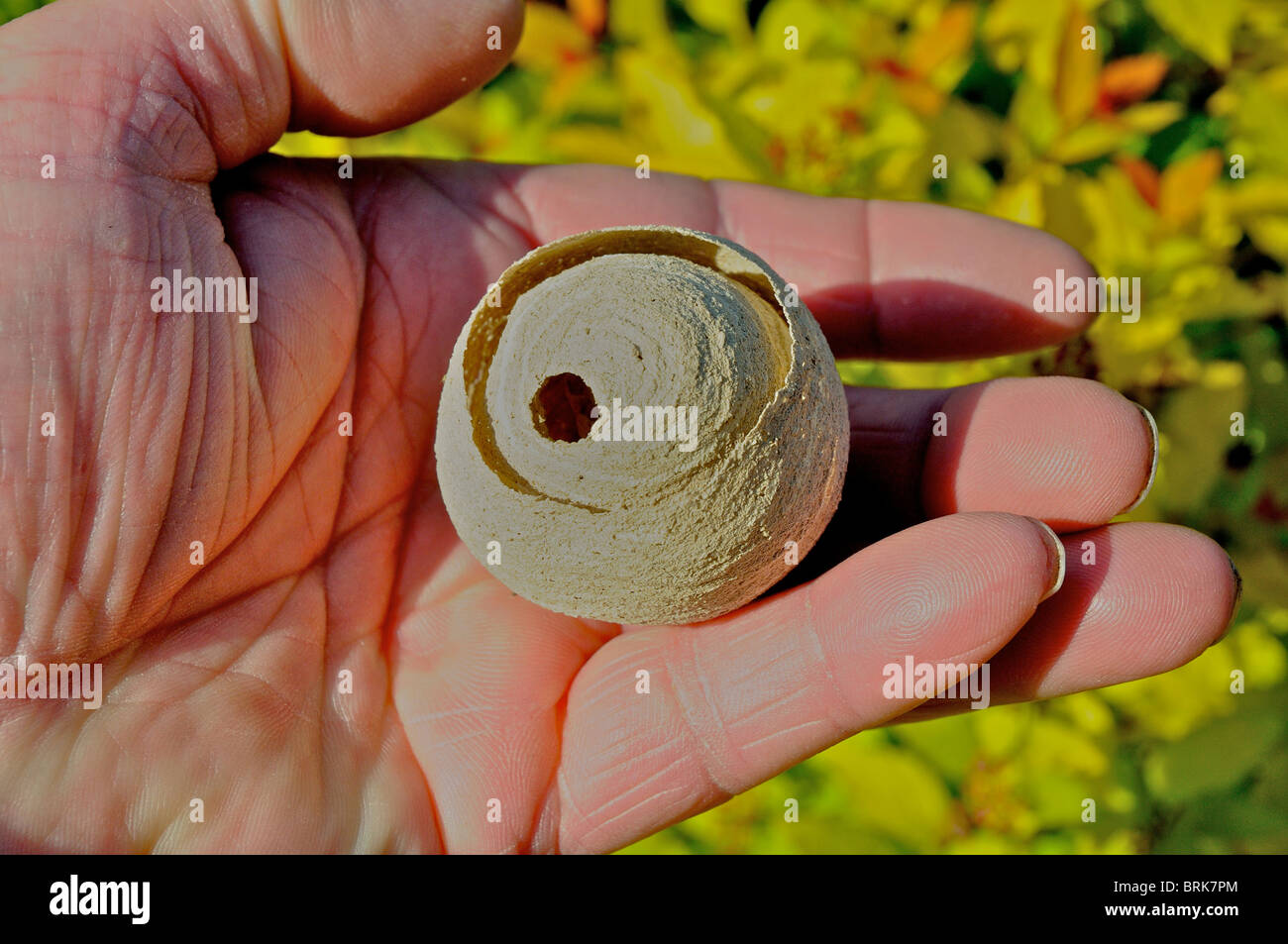 The start of a paper wasp nest - these can develop to nests several feet across Stock Photo