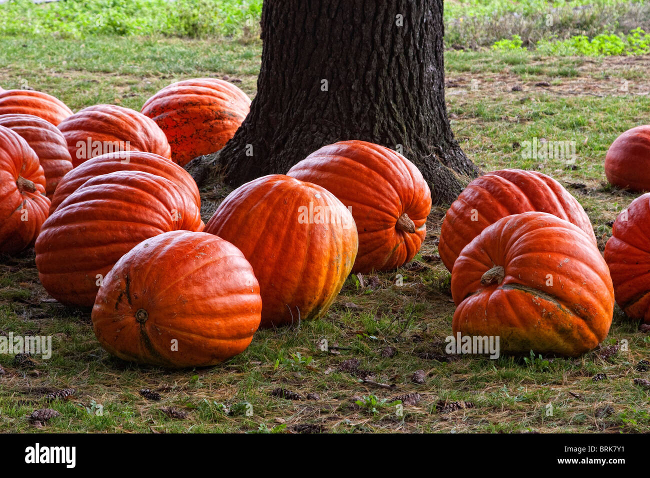 Pennsylvania farm fall autumn hi-res stock photography and images - Alamy