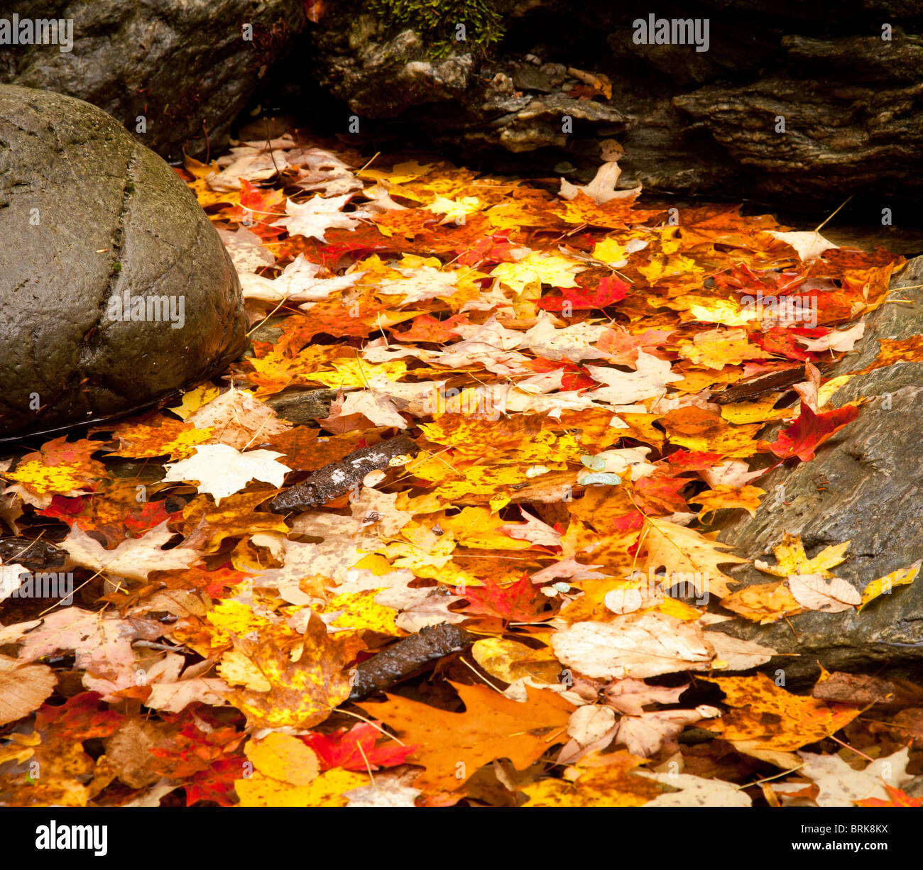Brightly colored autumn leaves in a shallow river with rocks Stock Photo