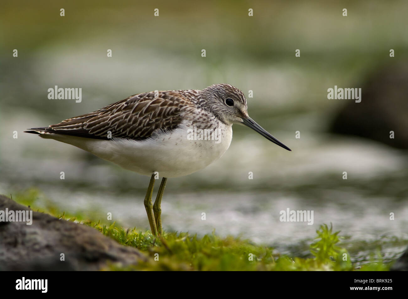 Greenshank portrait with green, white and brown background. Taken near the sea. Stock Photo