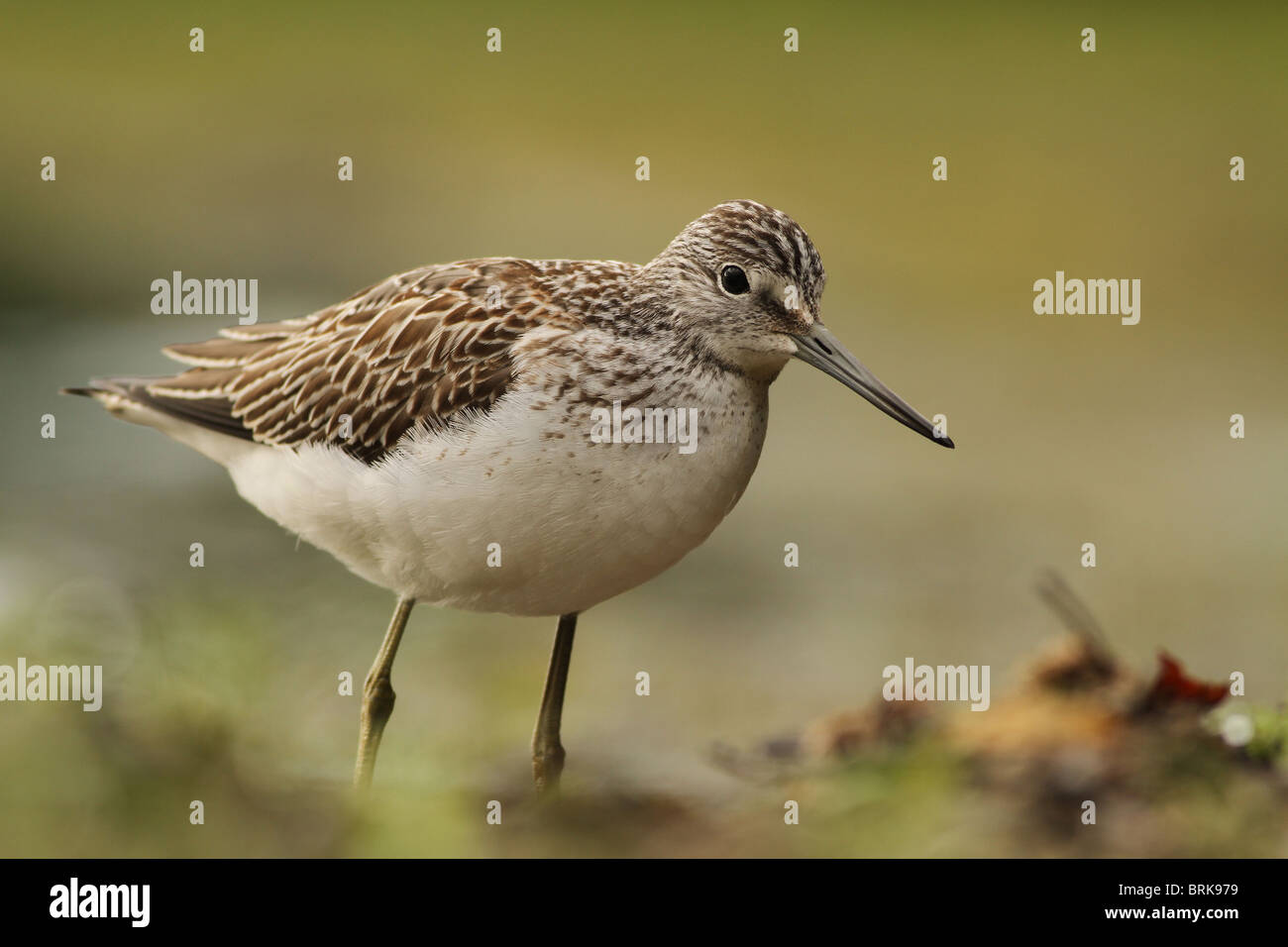 Greenshank portrait with green and brown background Stock Photo