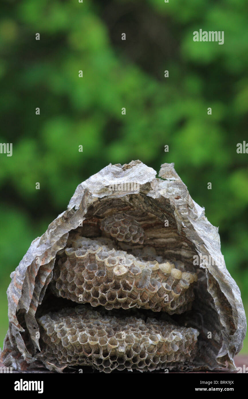 The profile view of wasp nest, Estonia Stock Photo