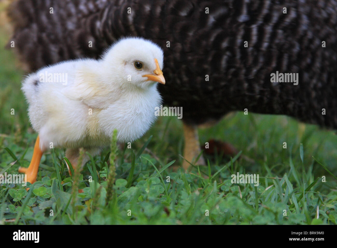 Little chick with her mother searching food, Estoinia Stock Photo