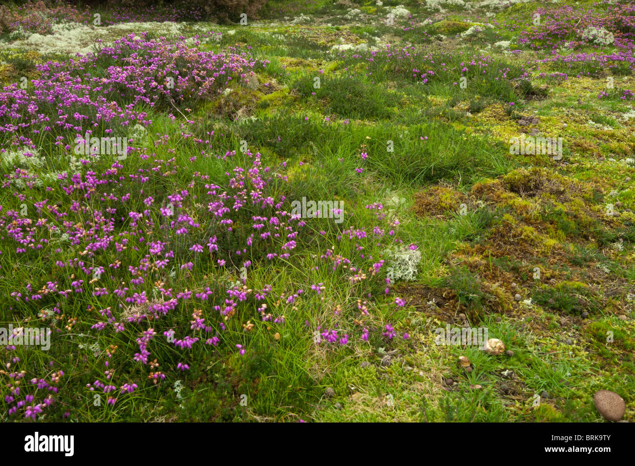 Mixture of heather,  moss and grasses on Westleton Heath. Stock Photo