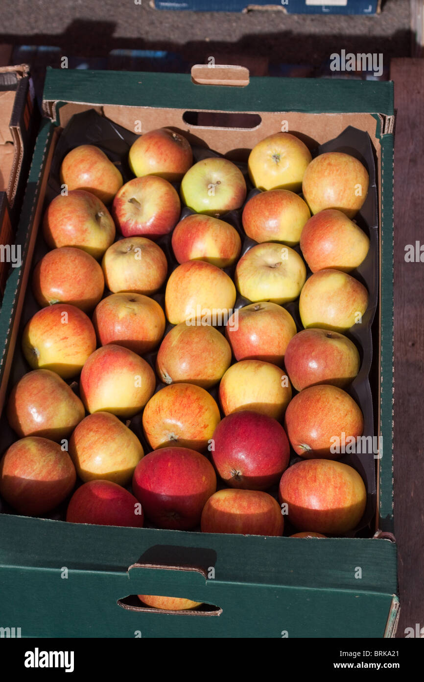 Box of apples Stock Photo Alamy