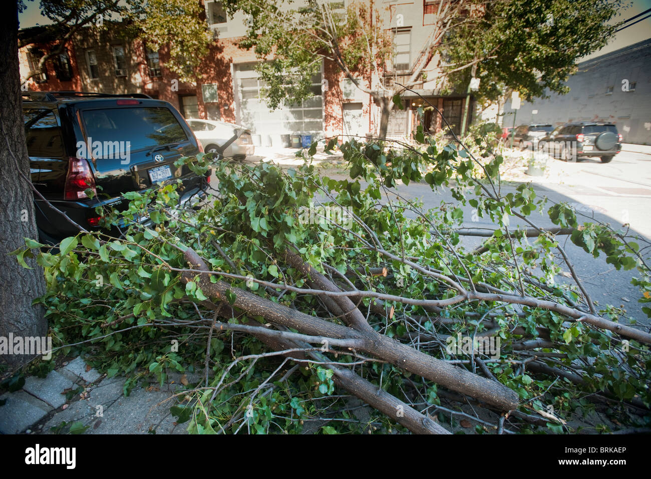Tree Branches In The Carroll Gardens Brooklyn In Ny Await Pick Up After Being Removed Tree Branches In The Carroll Gardens Brooklyn In Ny Await Pick Up After Being Removed