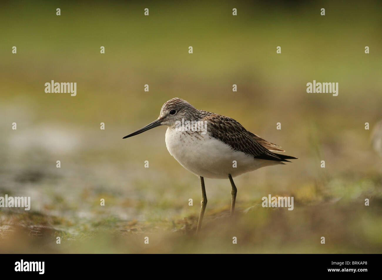 Greenshank portrait with green and brown background Stock Photo