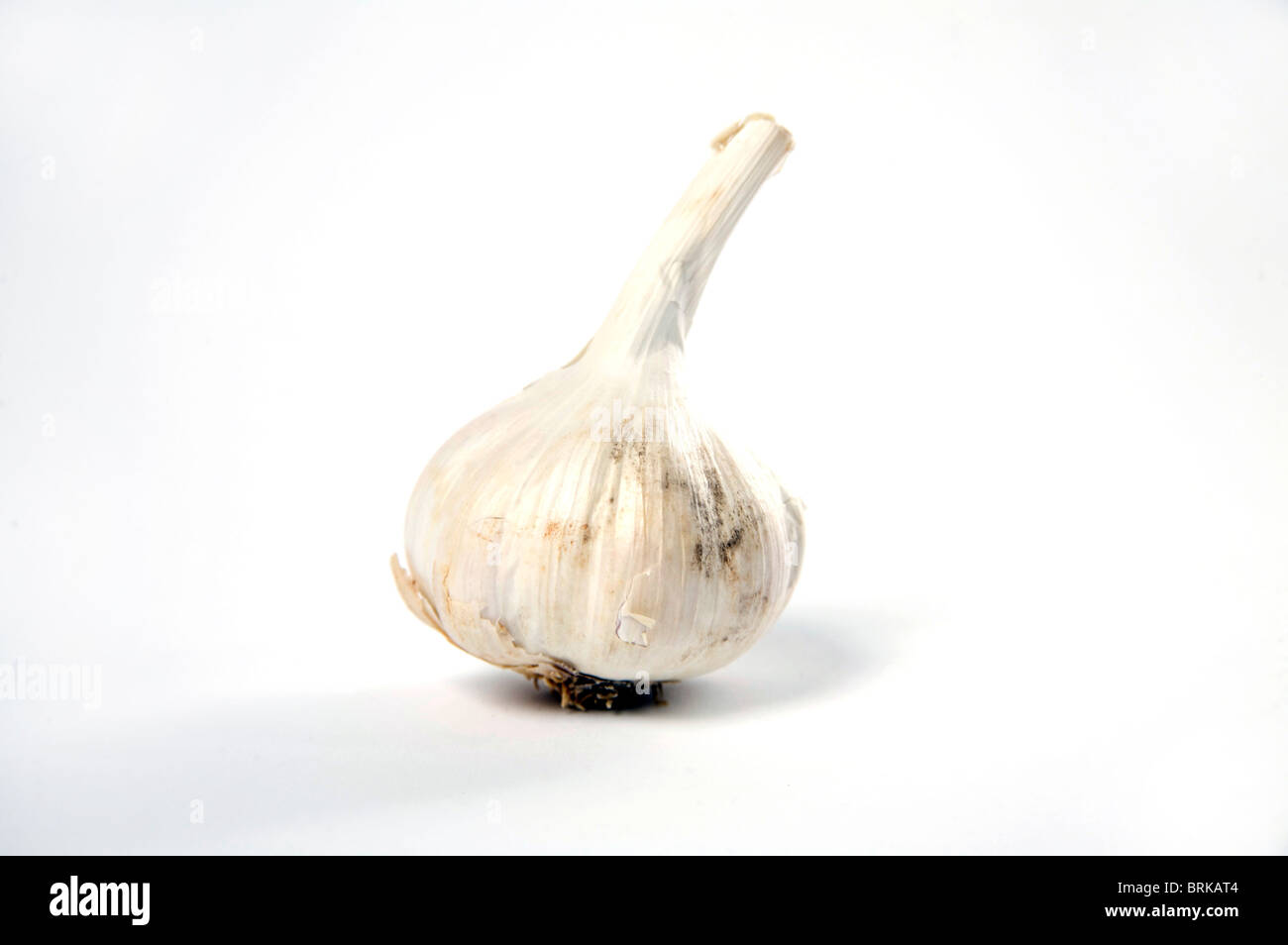 A single bulb of garlic Stock Photo Alamy