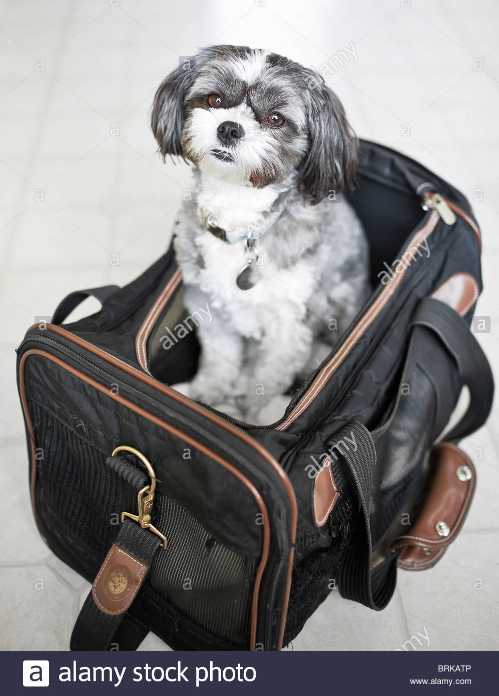 Dog Carrier Stock Photos & Dog Carrier Stock Images Alamy