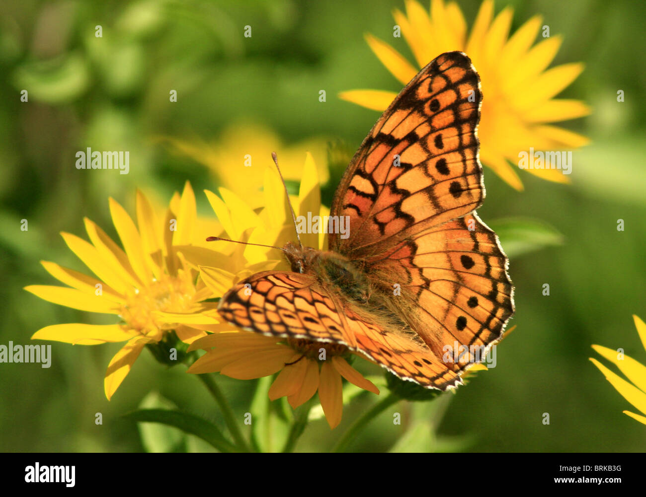 Variegated fritillary butterfly hi-res stock photography and images - Alamy