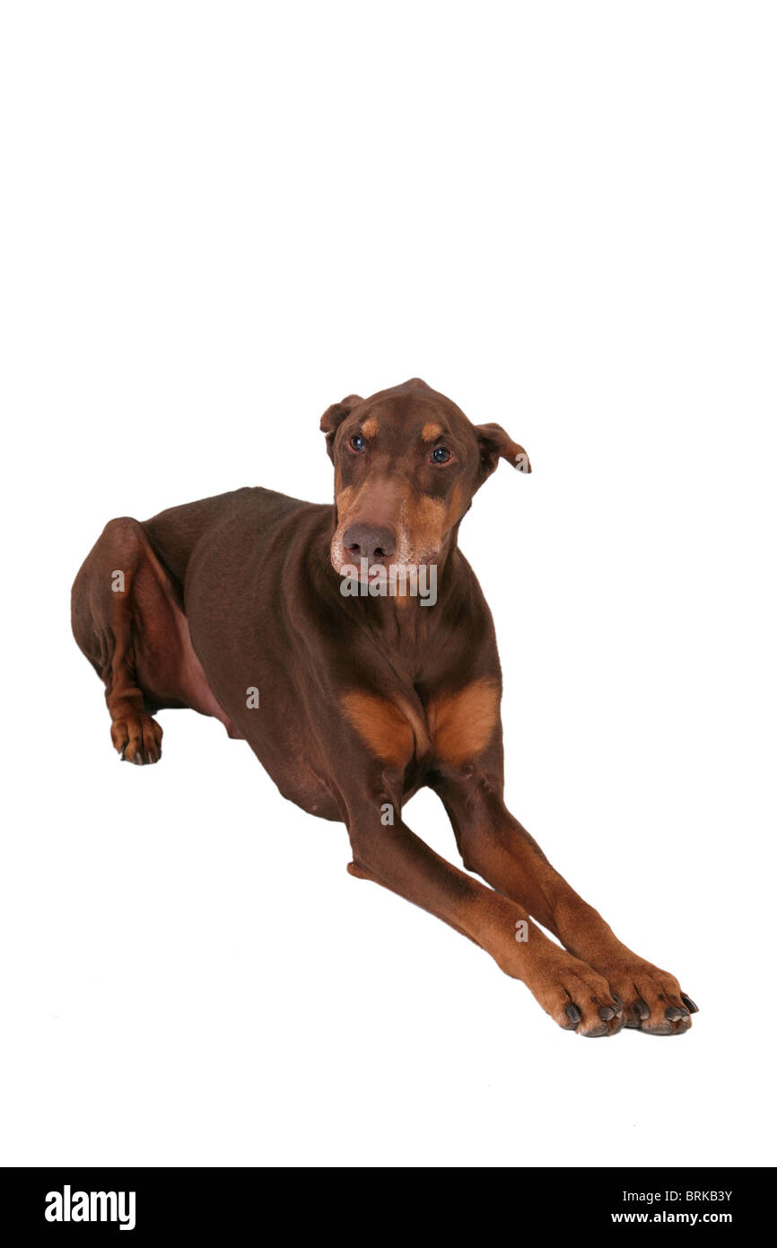 one cute brown dog sitting alone isolated on a white background Stock Photo