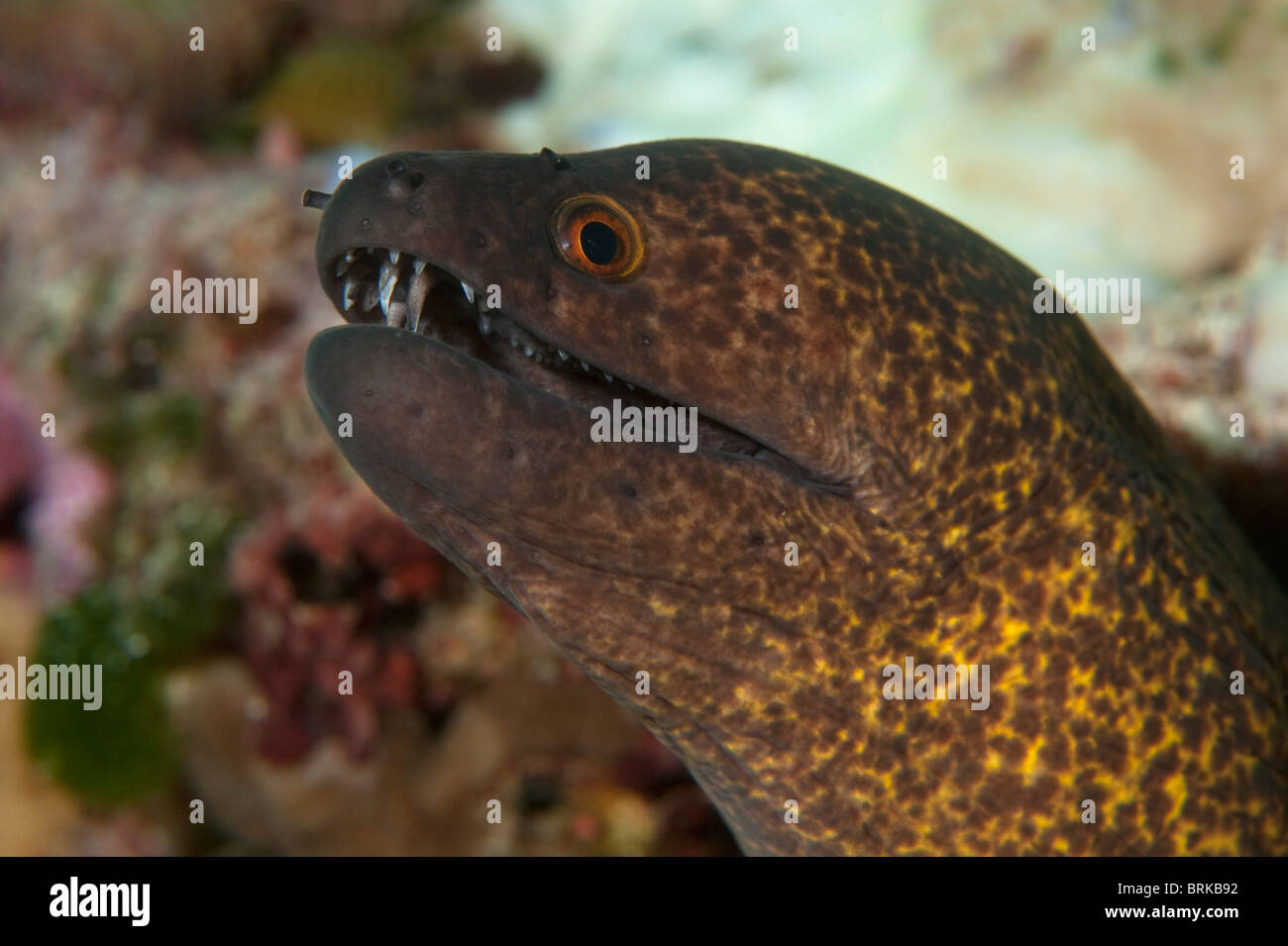 Yellow Margin Moray Eel (extra small!) main image 0