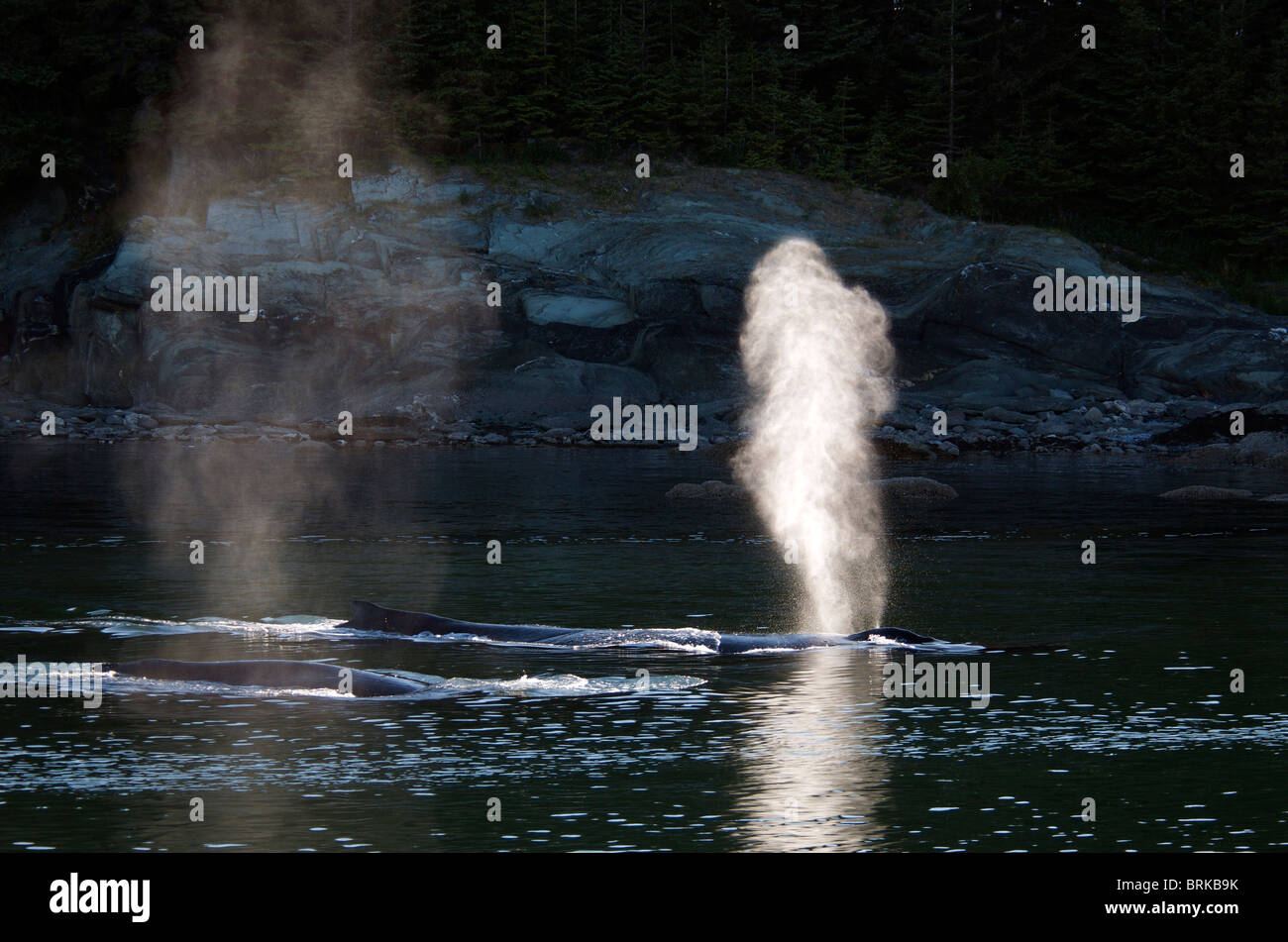 Water spout from Humpback Whale blowing Lynn Canal near Juneau Inside Passage Alaska USA Stock Photo