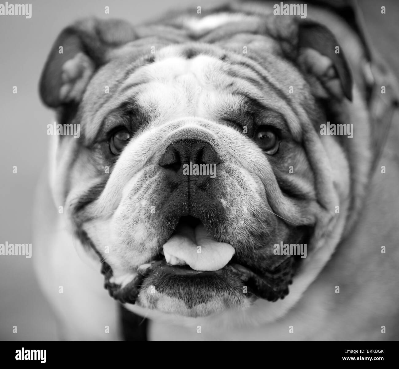 Brittish Bull Dog Stock Photo Alamy